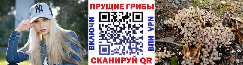 сколько стоит  Черкесск  Псилоцибиновые грибы Psilocybine cubensis 